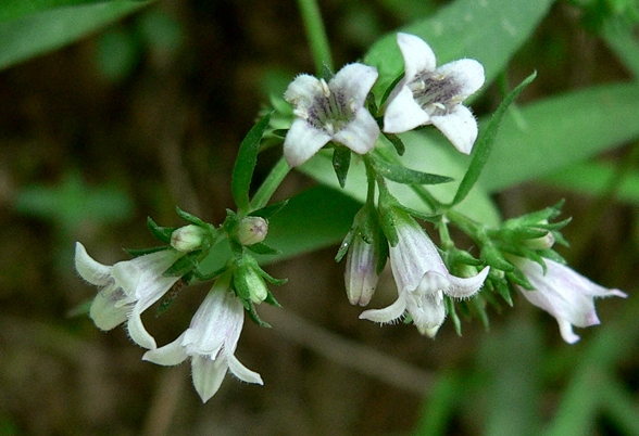 {Houstonia purpurea}